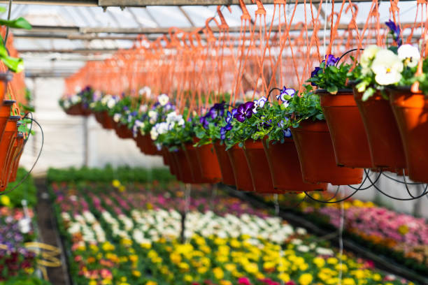 istock Greenhouses for growing flowers 1207210706