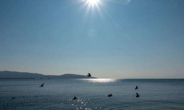istock pigeons flying over the sea 1207211613