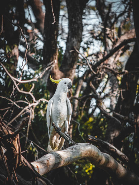 Australian white cockatoo