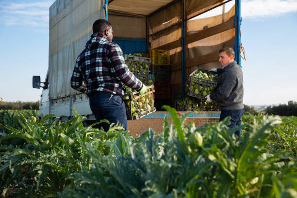 istock Two workers load artichoke boxes in a truck 1207212401