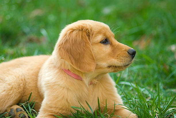 istock Golden Retriever Puppy 120721259