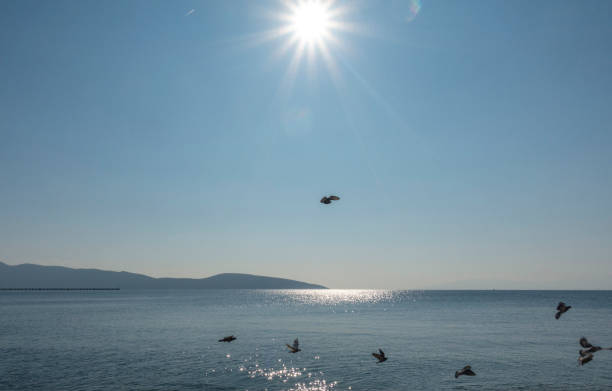 istock pigeons flying over the sea 1207213362