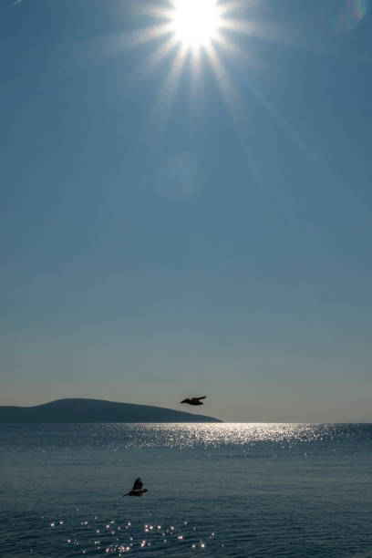 istock pigeons flying over the sea 1207213512