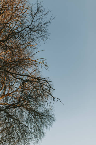 low angle view of bare tree against clear sky - bare tree winter plants travel locations imagens e fotografias de stock