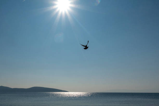 istock pigeons flying over the sea 1207215662