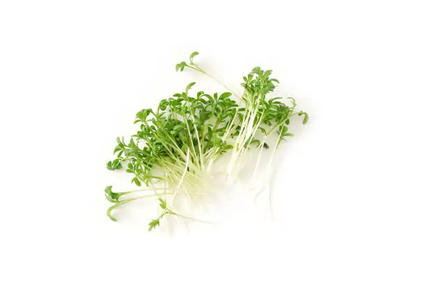 Watercress salad micro greens on white background. Organic raw vegan healthy food. Vegan dinner ingreditn. Healthy nutrition.