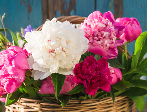 Bunch of pink, white and purple peonies close up. Retro style