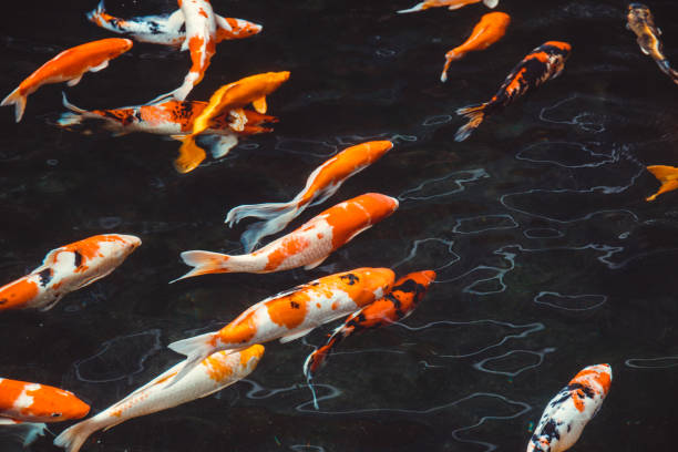 Abstract swimming  Koi Carp Fishes Japanese  (Cyprinus carpio) beautiful color variations used as background illustration Abstract swimming  Koi Carp Fishes Japanese  (Cyprinus carpio) beautiful color variations used as background illustration carp stock pictures, royalty-free photos & images