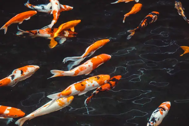 Abstract swimming  Koi Carp Fishes Japanese  (Cyprinus carpio) beautiful color variations used as background illustration