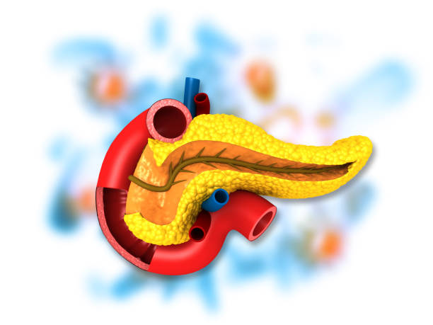 istock Anatomy of pancreas 1207221488
