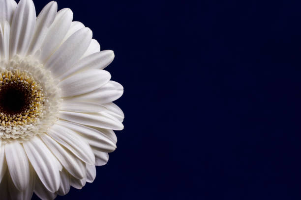 istock Delicate white gerbera flower in bright studio light close-up on a dark blue uniform background. 1207222849