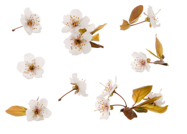 istock Plum blossoming spring flowers set isolated on white background 1207222882