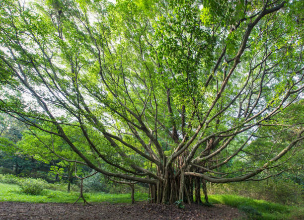istock Green trees in the botanical garden 1207223477