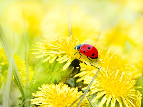 Ladybug resting on flower macro photography