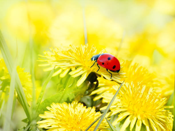 Photo of Ladybug on yellow flowers spring background