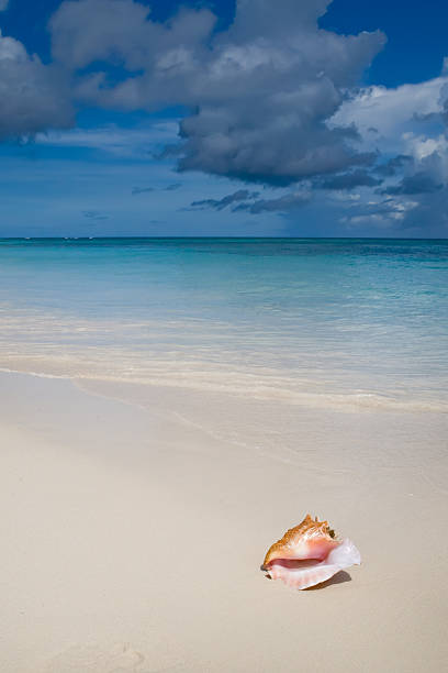 istock Shell on white sand beach near blue see in summer 120722608