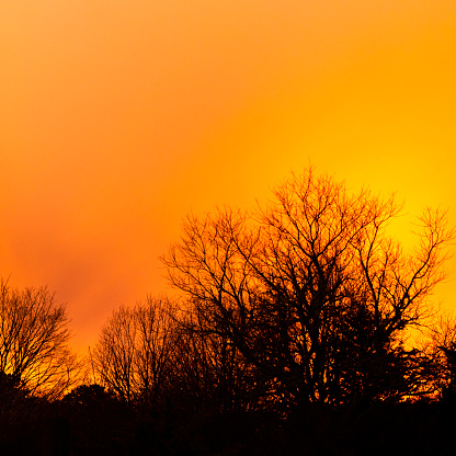 Winter forest silhouette illuminated by city light at cloudy twilight