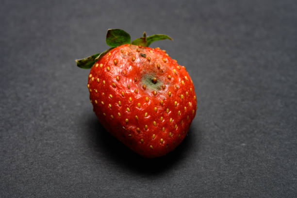 istock over ripe strawberry on a dark background 1207226568