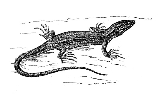 istock Antique animal illustration: Gray lizard 1207226705