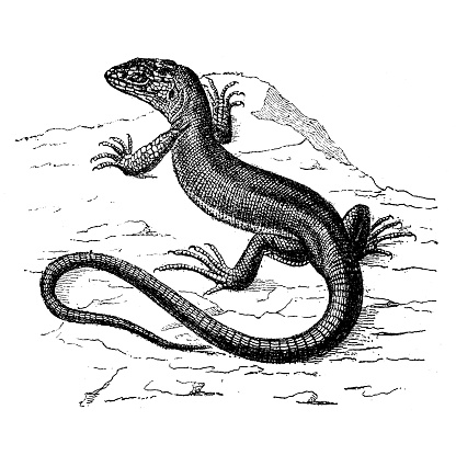 Antique animal illustration: Green Lizard