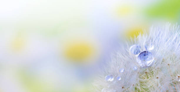 löwenzahnsamen mit tautröpfchen. schöne weiche frühling hintergrund. weicher fokus abstrakter hintergrund mit kopierraum. - dandelion water dandelion seed dew stock-fotos und bilder