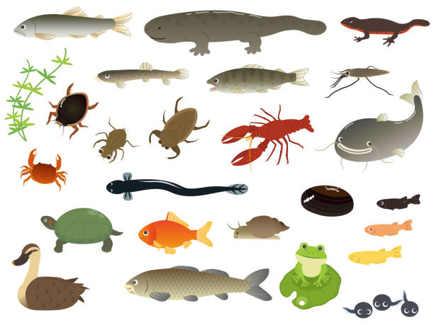 ilustrações de stock, clip art, desenhos animados e ícones de river animals - freshwater fish
