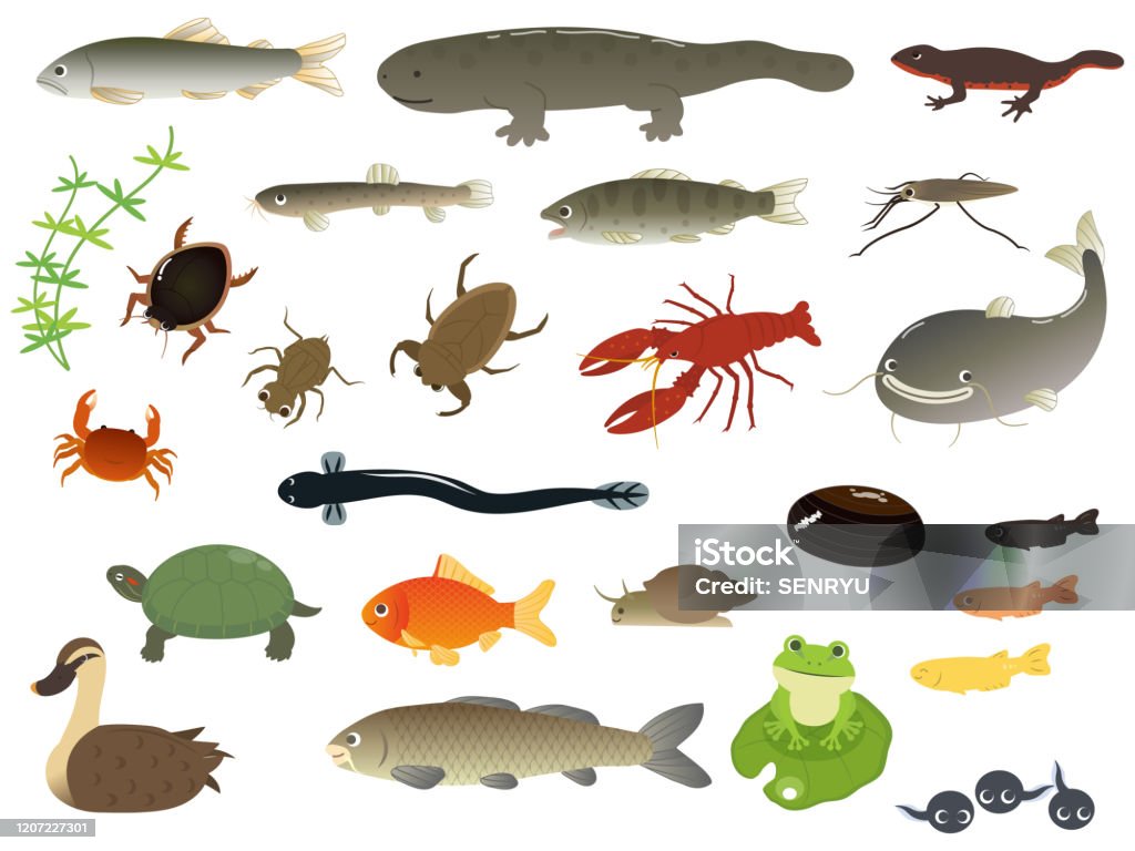 River Animals Stock Illustration - Download Image Now - River, Animal,  Illustration - iStock