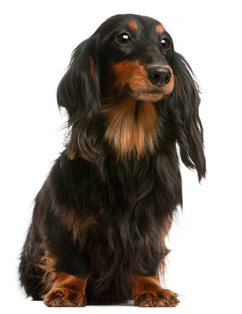 istock Front view of Dachshund, four years old, sitting, white background. 120722838