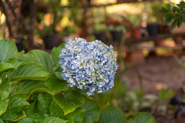 istock Flores de Hydrangea macrophylla, is a shrub species belonging to the genus Hydrangea 1207230297