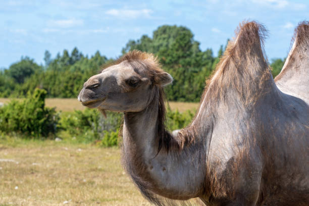 istock Large camel standing in a field in sunlight 1207231754