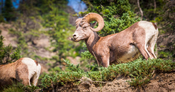 istock Bighorn sheep - Ovis canadensis 1207231895