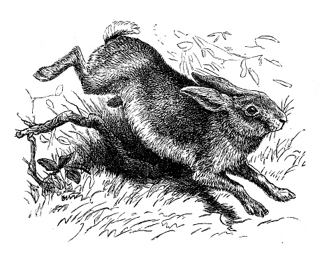 Antique animal illustration: Hare