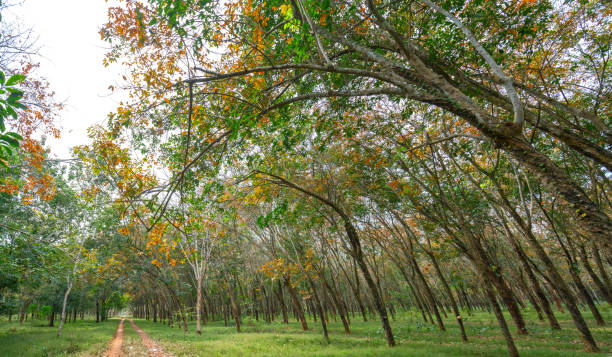 istock Path rubber season change leaves with trees line up dirt road leading into down at horizon 1207232901