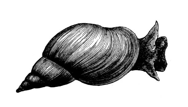 istock Antique animal illustration: Lymnaea stagnalis, great pond snail 1207232910