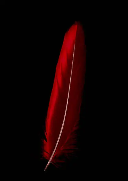 Single red feather isolated on black background