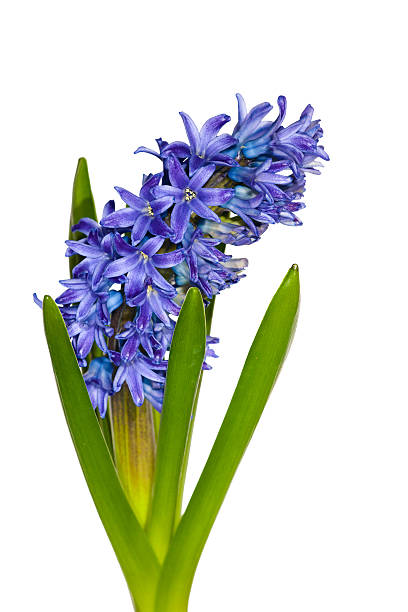 istock blue hyacinth flowers on white 120723349