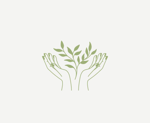 ilustrações de stock, clip art, desenhos animados e ícones de vector abstract logo and branding design template in trendy linear minimal style - hands and green plant - massaging human hand massage therapist vector