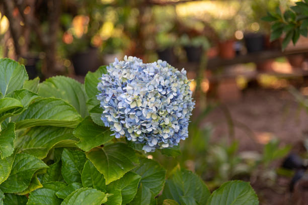 flores de hydrangea macrophylla, is a shrub species belonging to the genus hydrangea - hydrangea gardening blue ornamental garden imagens e fotografias de stock