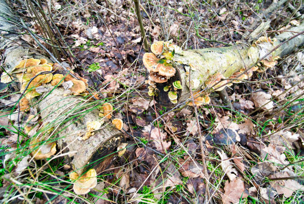 mushrooms on the rotting birch trunk