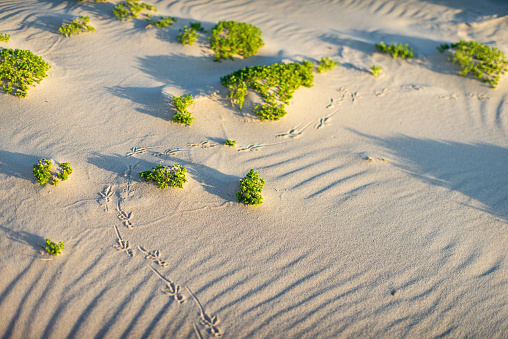 A chain of bird tracks on the sand between the green grass. Beach in sunlight.