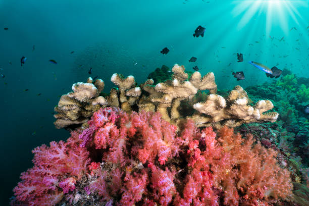 istock Antler coral (Pocillopora grandis) on colorful underwater coral reef 1207237577