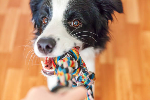 Funny portrait of cute smilling puppy dog border collie holding colourful rope toy in mouth. New lovely member of family little dog at home playing with owner. Pet care and animals concept Funny portrait of cute smilling puppy dog border collie holding colourful rope toy in mouth. New lovely member of family little dog at home playing with owner. Pet care and animals concept border collie photos stock pictures, royalty-free photos & images