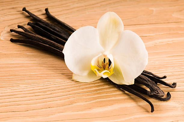 istock Vanilla pods and flower 120724055