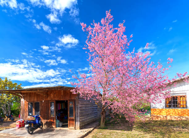 Cherry blossoms in full bloom in the springtime forest with copy space.