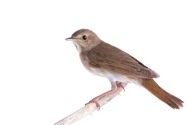 Nightingale sits on a branch isolated on a white background.