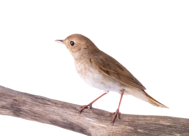 istock Nightingale sits on a branch isolated on a white background 1207245332