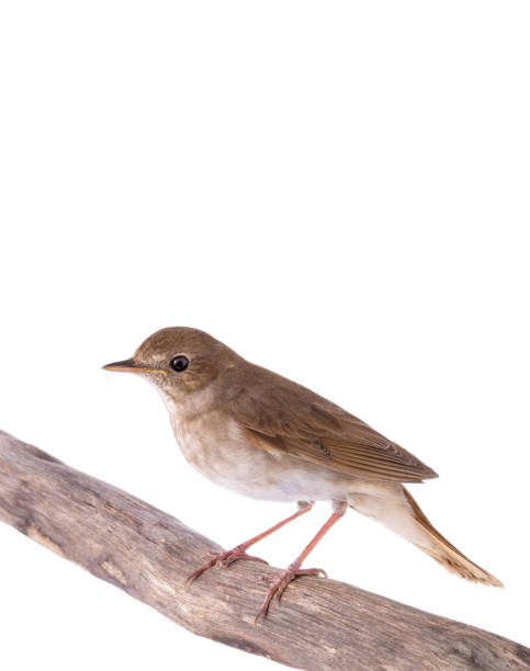 istock Nightingale sits on a branch isolated on a white background 1207245335