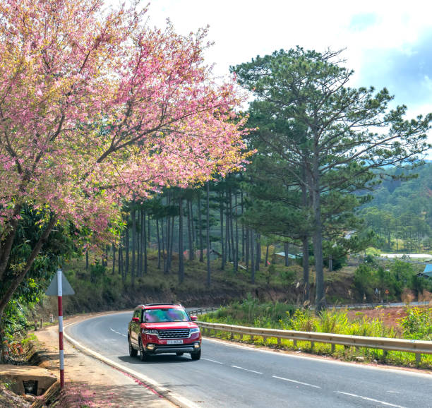 Cars driving on the country road with a foreground of cherry blossom Da Lat, Vietnam - January 8th, 2020: Cars driving on the country road with a foreground of cherry blossom merges into a picture of peaceful life in rural Da Lat plateau, Vietnam dalat photos stock pictures, royalty-free photos & images