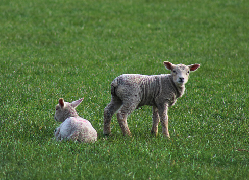 Two young sheep in a meadow of a farm.