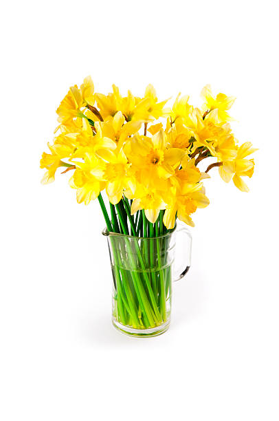 Daffodils bouquet stock photo